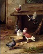 unknow artist Pigeons 194 oil painting reproduction